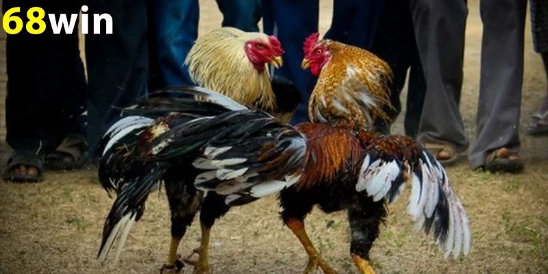 Cược gà chiến thắng là một lựa chọn phổ biến trong các trận đấu
