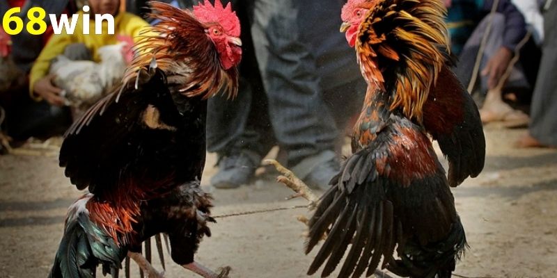 Thomo trực tiếp đá gà