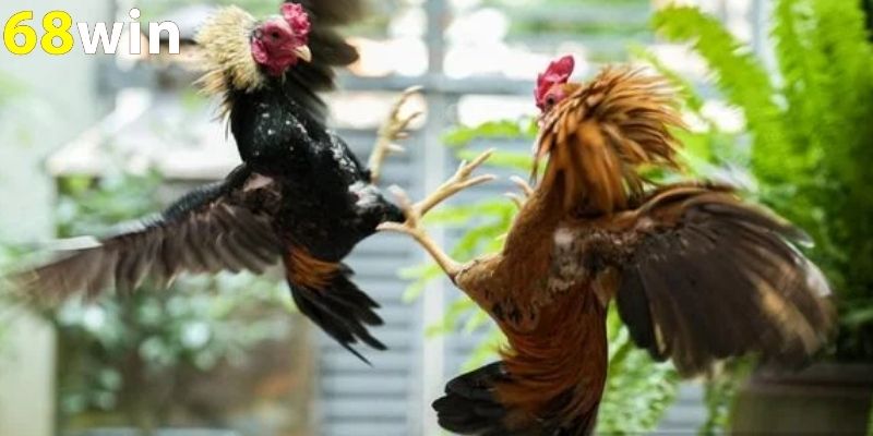 Trước khi đặt cược người chơi hãy quan sát các trận đấu trước đó